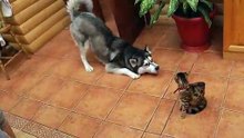Un Husky veut jouer avec un chat prudent