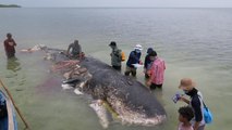 Endonezya'da kıyıya vuran balinanın midesinden yüzlerce plastik atık çıktı