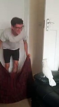 Un cacatoès joue au What The Fluff Challenge