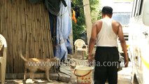 Strangest friendship EVER Dog carries monkey friend around for life