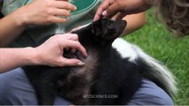 Skunks as pets - Video Learning - WizScience.com