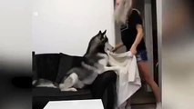 Husky is left baffled as his owner plays a disappearing trick on him in adorable video