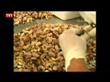 Cooperativa de castanha de caju beneficia povoado sergipano