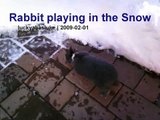Rabbit playing in the Snow (2013)