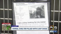 Valley animal shelters filled with runaway dogs due to fireworks