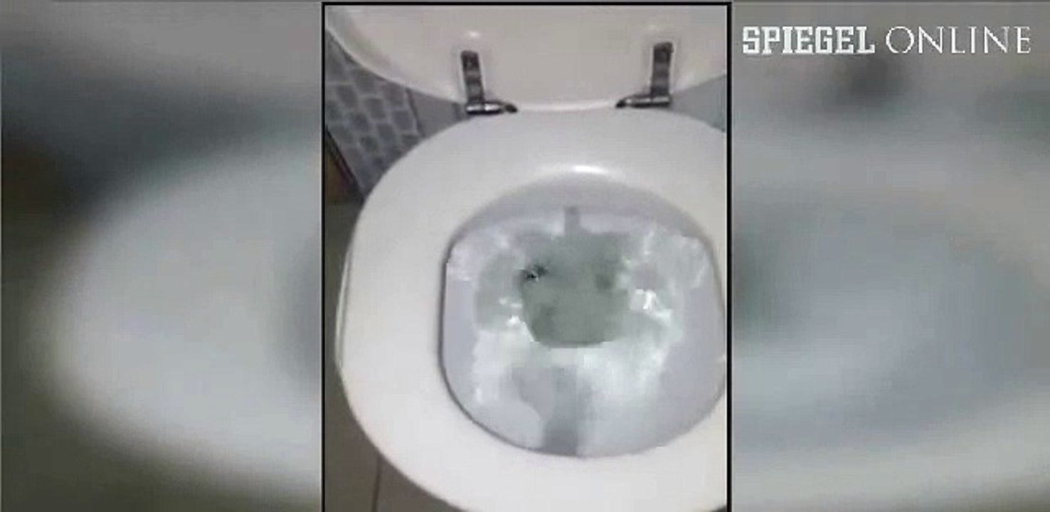 Viraler Hype Die Spinne in der Toilette