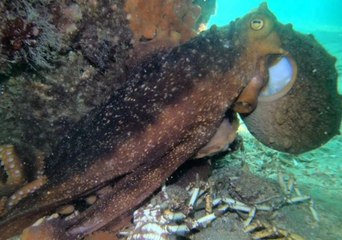 Maori Octopus Appears Agitated as Diver Gets a Little Too Close