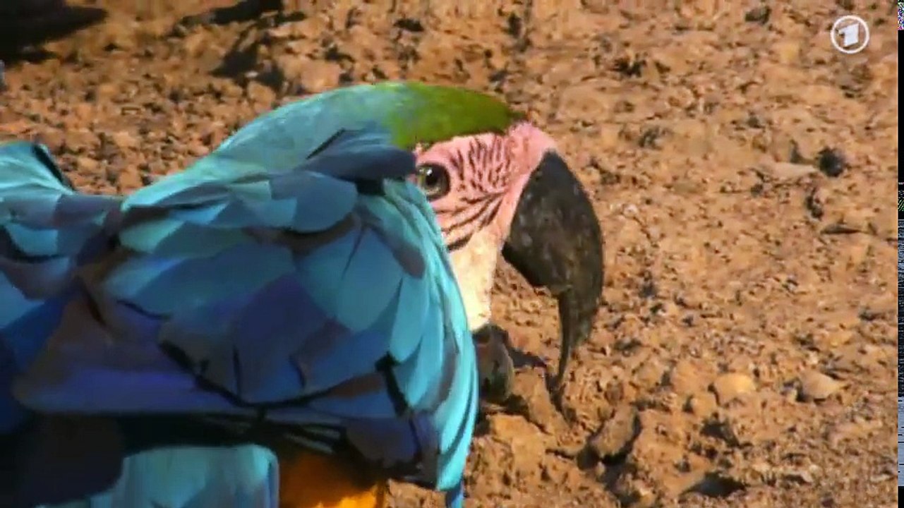 Dokumentation Erlebnis Erde Mythos Amazonas Teil 1 Grüne Hölle oder Paradies?