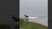 Moose Swims Across St. Mary's Bay in Newfoundland