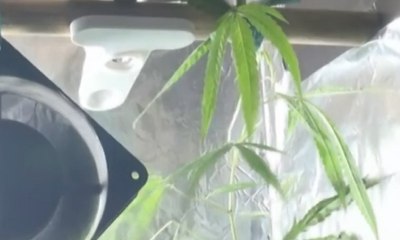 Tanam Ganja di Lemari Kamar, Pemuda Ini Ditangkap Polisi