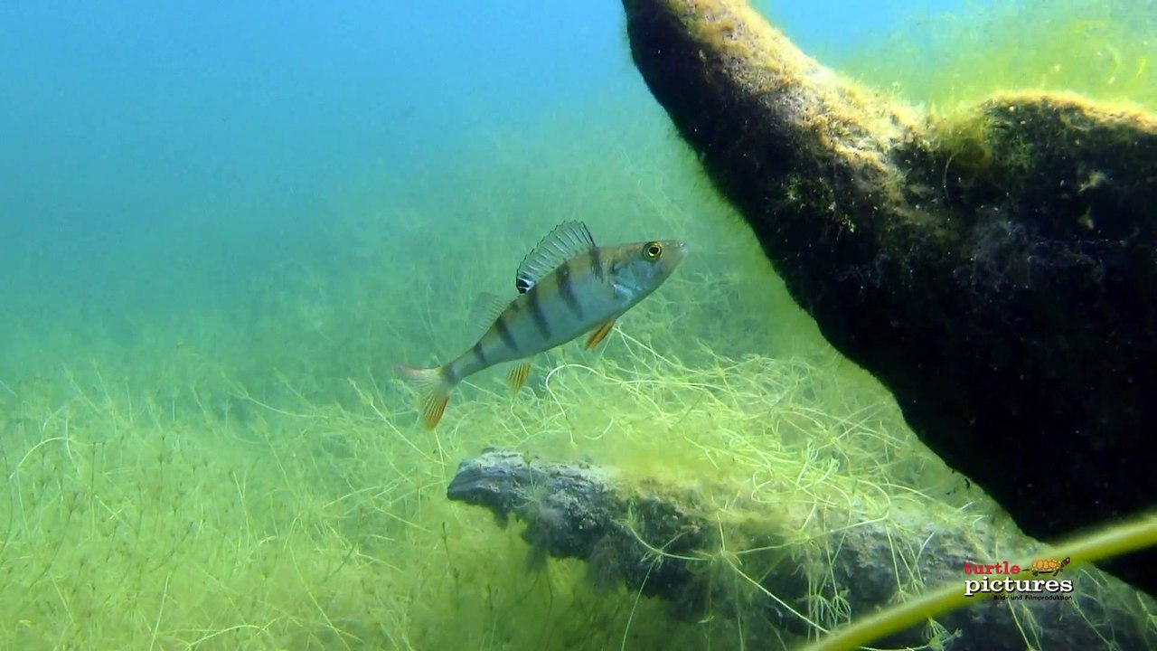 Der Wels vom Deglersee Folge 3 aus der Reihe Tauchen im Rastatter Freizeitparadies