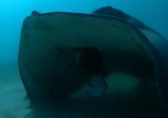 Stingray Caught on Camera Devouring Spider Crab