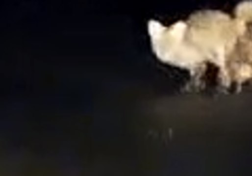 Walk of Shame: Foxes Cross Road With Rear Ends Locked