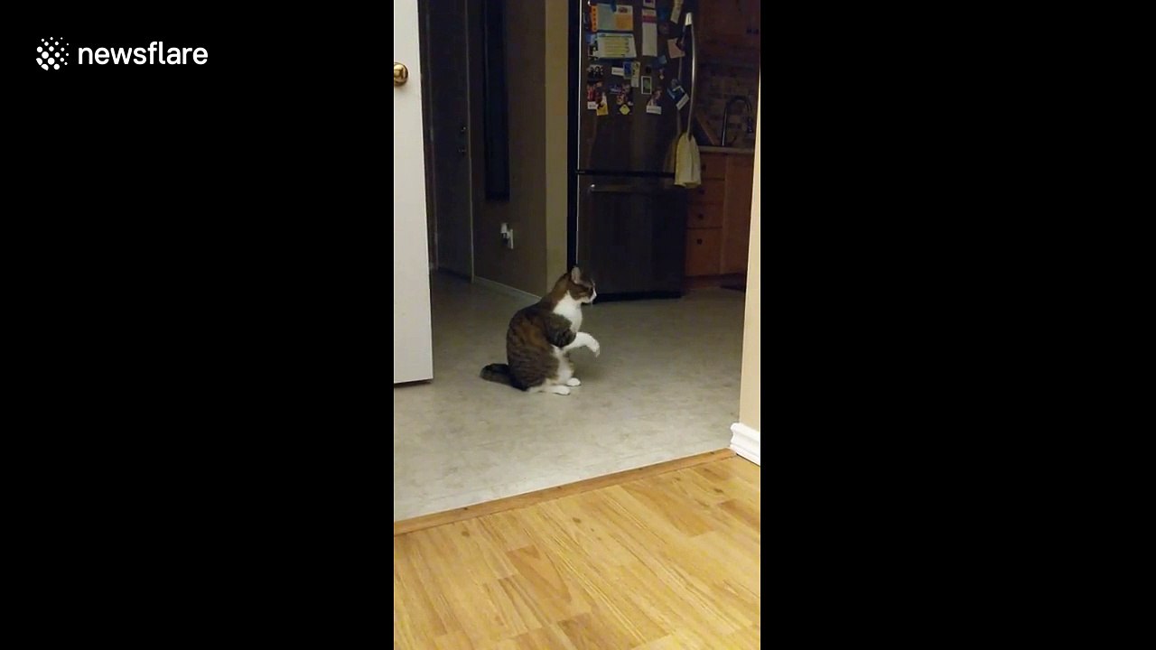 Cat shows owner she's hungry with adorable begging motion