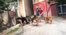 Köpeklere İşkence Yapan Cani Kadın, Ölü Hayvanları Bahçesine Gömüyor! Dehşet Anları Kamerada