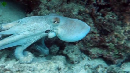 Ahtapotların yaşamı ve bilinmeyen özellikleri