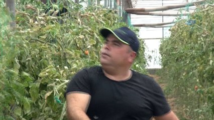 Antalya’da domates üreticisi 50 derecede sezonu kapattı