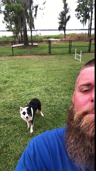 Un chien obéit à son maître dans son dos