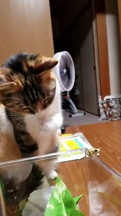 Un chat intrigué par une petite grenouille