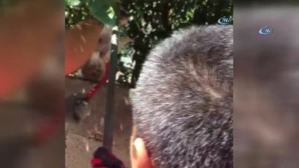 Dikenli Tellere Takılan Kediyi İtfaiye Kurtardı