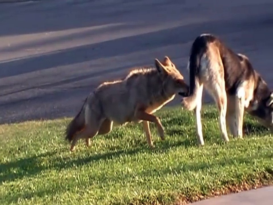 Coyote vs Dog - video Dailymotion