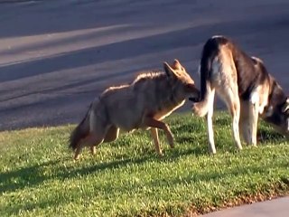 Coyote vs Dog