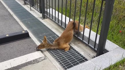 [영상] "도와주세요"...한낮의 고라니 구출작전! / YTN