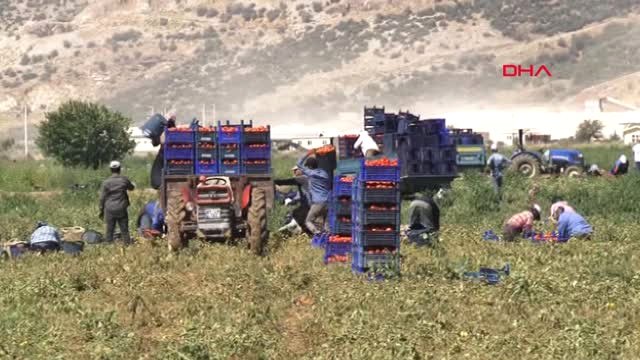 İzmir Torbalı Ovası'nda Domates Hasadı Başladı