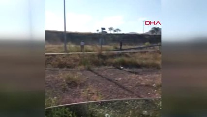 Nevşehir Brezilya'dan İthal Edilen Sığırlar, Tır Devrilince Firar Etti