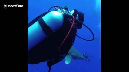 Fearless diver removes hook from endangered shark's mouth