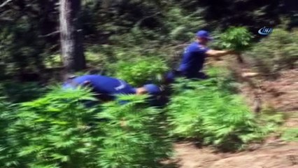 7 suçtan aranan zanlı ormanda kenevir yetiştirirken yakalandı