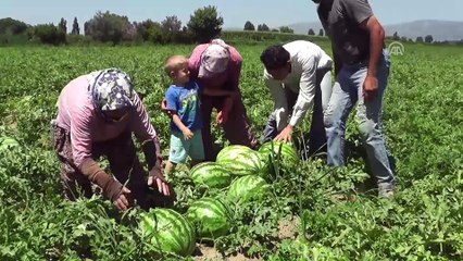 Ödemiş'te karpuzun kilogramı tarlada 30 kuruşa kadar düştü - İZMİR