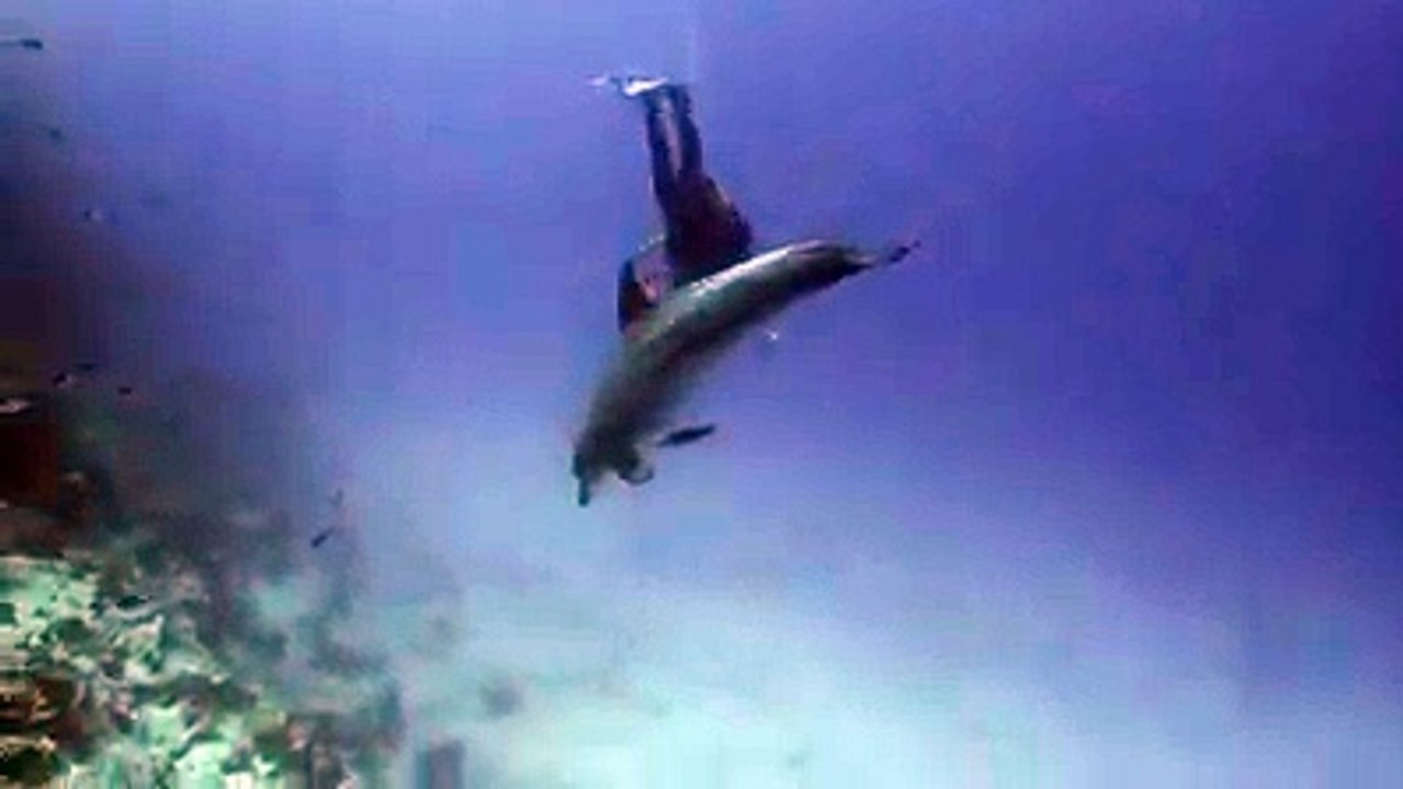 Des dauphins tombés du ciel