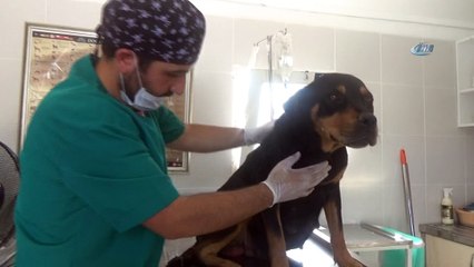 Gebe köpek, sezaryen ile 12 yavru dünyaya getirdi