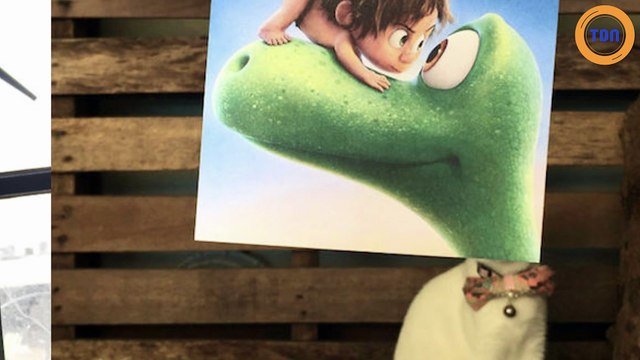 Les chats s'incrustent sur les affiches de film