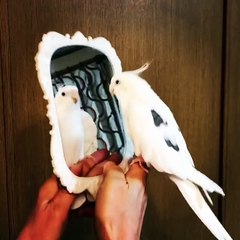 Un perroquet tape en rythme sur un miroir