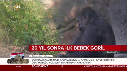 20 yıl sonra ilk bebek goril