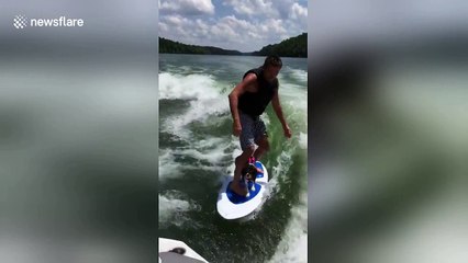 Surf’s up! Dog enjoys riding on surfboard with owner