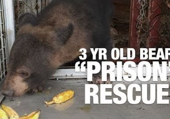 Three-Year-Old Bear Rescued from "Prison"