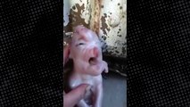 Çin'de doğan insan yüzlü domuz görenleri hayrete düşürüyor