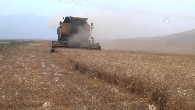 Muş'ta Arpa ve Buğday Hasadında Yüksek Rekolte Beklentisi