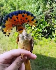 bird / orange head birds