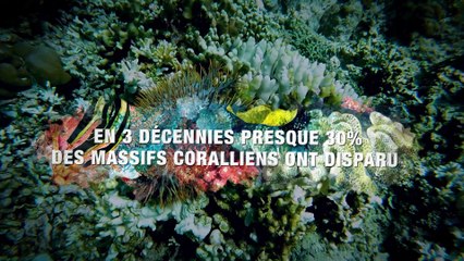 Avène X Pur Project : la sauvegarde du corail à Bali