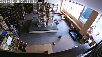 L'incroyable réaction des chats avant un séisme !