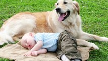 Funniest Moment Between Babies and Dogs #3 | Funny Babies and Pets