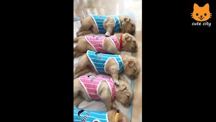 Cute is Not Enough - Funny Cats and Dogs Compilation #113