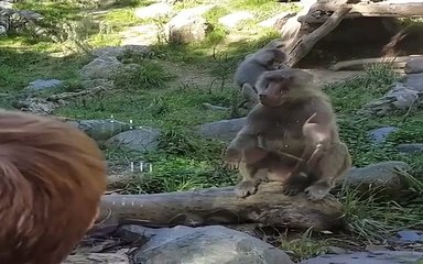 Animal playing with childrens