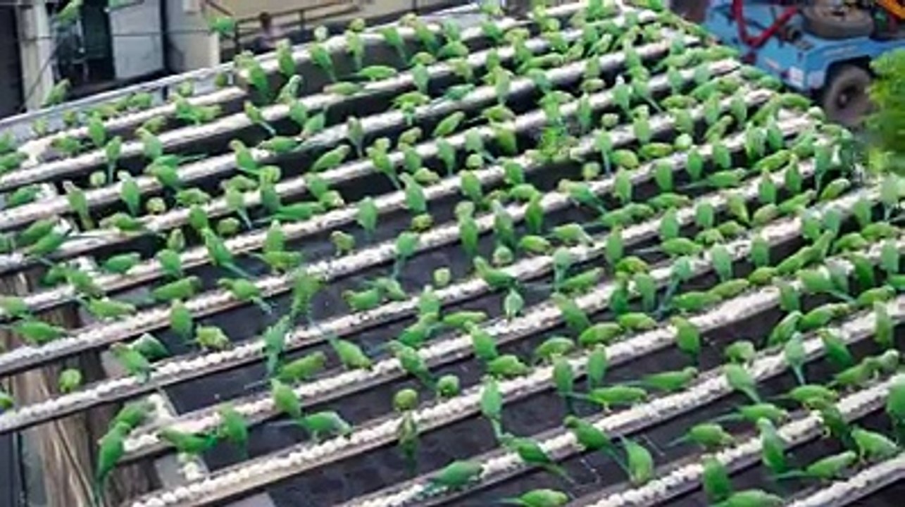 Most best breeding horse - Big male horse vs Nice mare