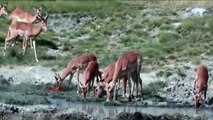 POWER Of Hippo Come To Rescue Impala From Lion Hunting Best moment hunting wild animal 2018