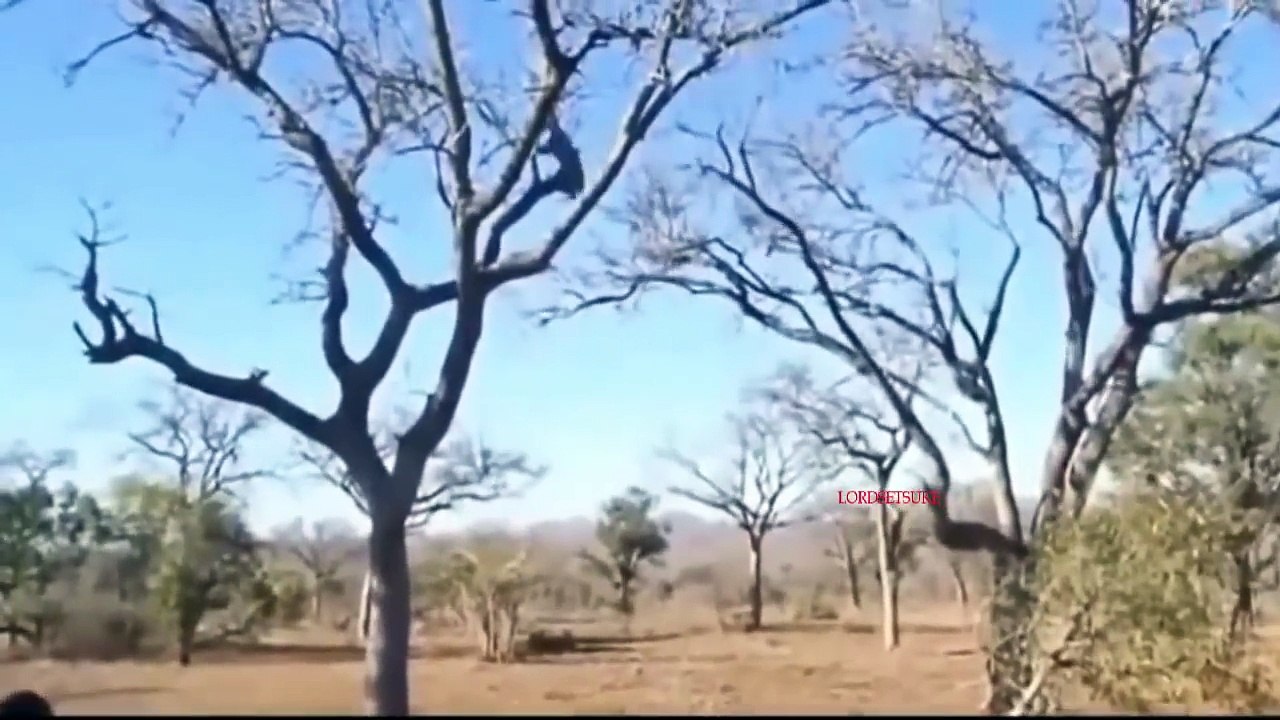 Amazing Moment Wild Animals 2018 Lion vs Monkey Leopard And Kangaroo